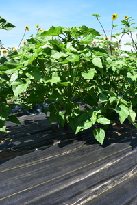 plantside
