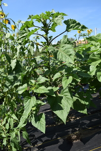 plantside