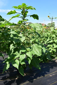 plantside