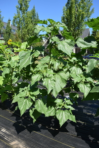 plantside