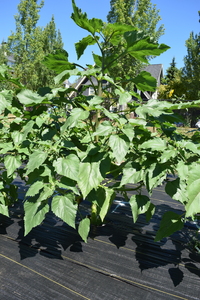 plantside