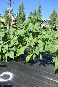 plantside