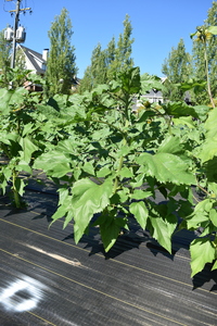 plantside