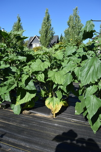 plantside