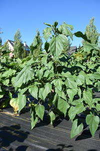 plantside