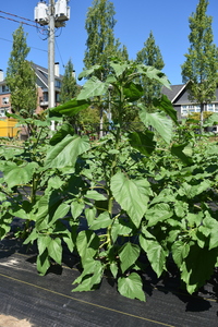 plantside