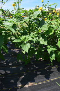 plantside