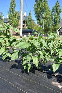 plantside