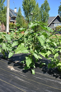 plantside