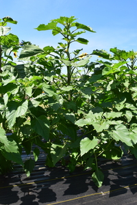 plantside