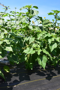 plantside