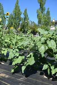 plantside