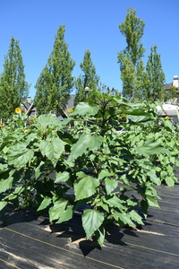 plantside
