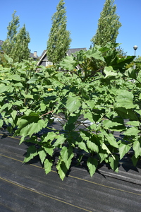 plantside