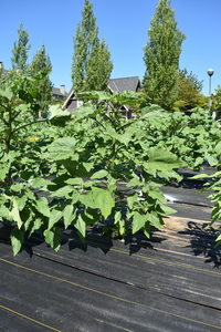 plantside