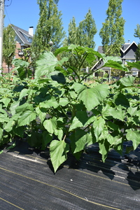 plantside