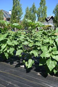 plantside