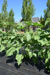 plantside