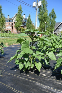 plantside