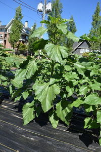 plantside
