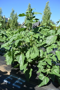 plantside