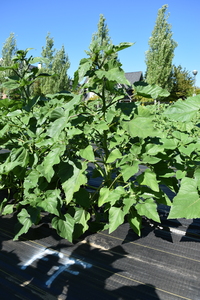 plantside