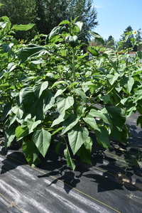 plantside