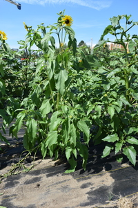 plantside