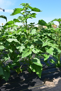 plantside