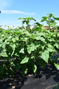 plantside