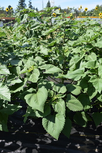 plantside