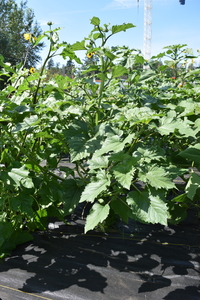 plantside