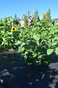 plantside