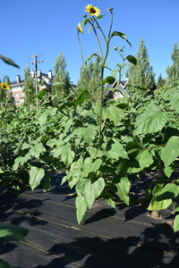 plantside