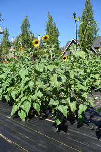 plantside