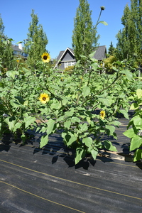 plantside