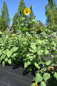 plantside
