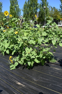 plantside