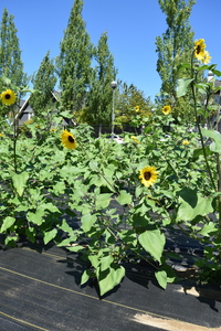 plantside