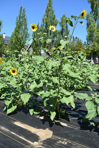 plantside