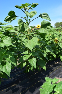 plantside