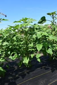 plantside