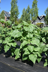 plantside