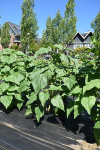 plantside