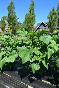 plantside