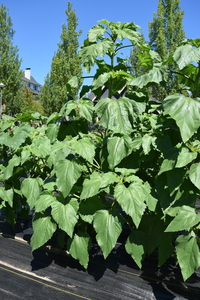 plantside