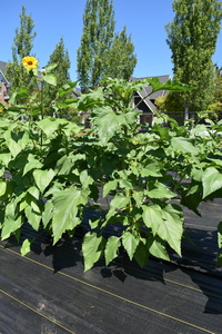 plantside