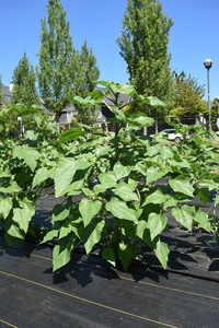 plantside