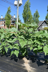 plantside