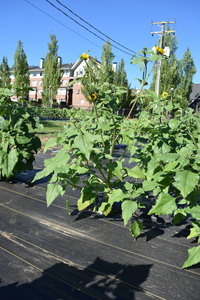 plantside